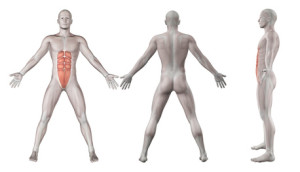 3D render showing male figure with abdominal muscles - rectus abdominis